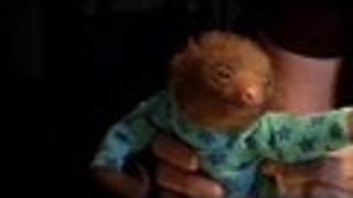 Here is a baby sloth in pajamas. You're welcome.